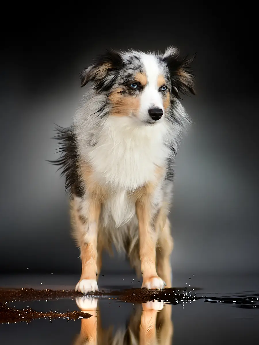 Hund steht im Wasser und spiegelt sich