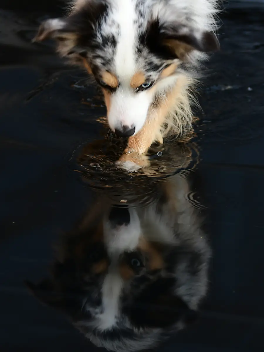 Hund steht im Wasser und spiegelt sich, Hochformat