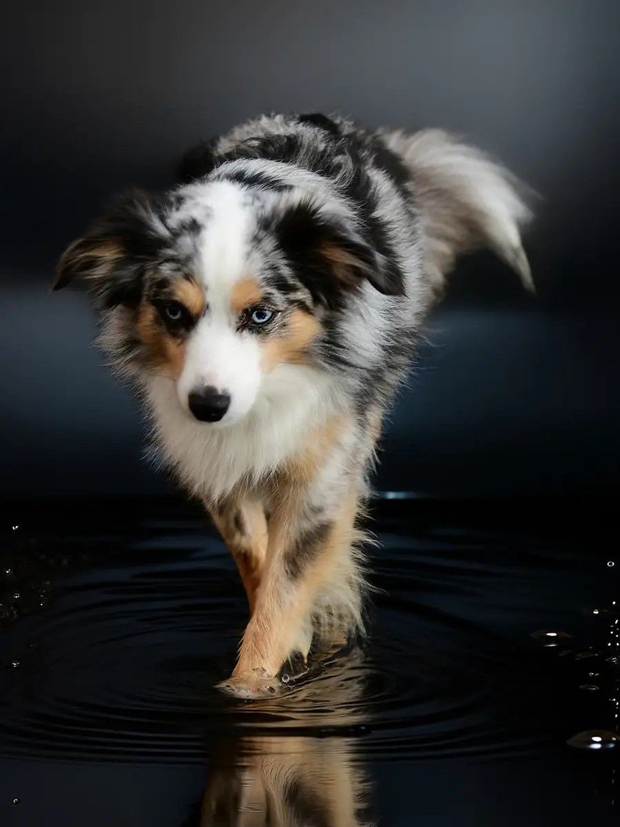 Hund steht im flachen Wasser mit Spiegelung