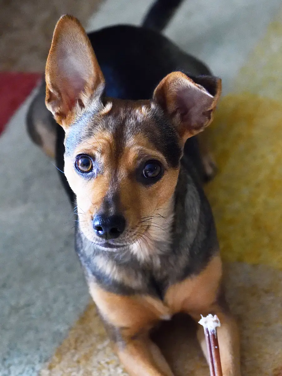 Hund liegt auf einem Teppich und kaut auf einem Knochen