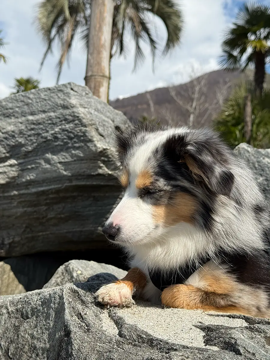 Hund liegt auf einem Stein in der Sonne