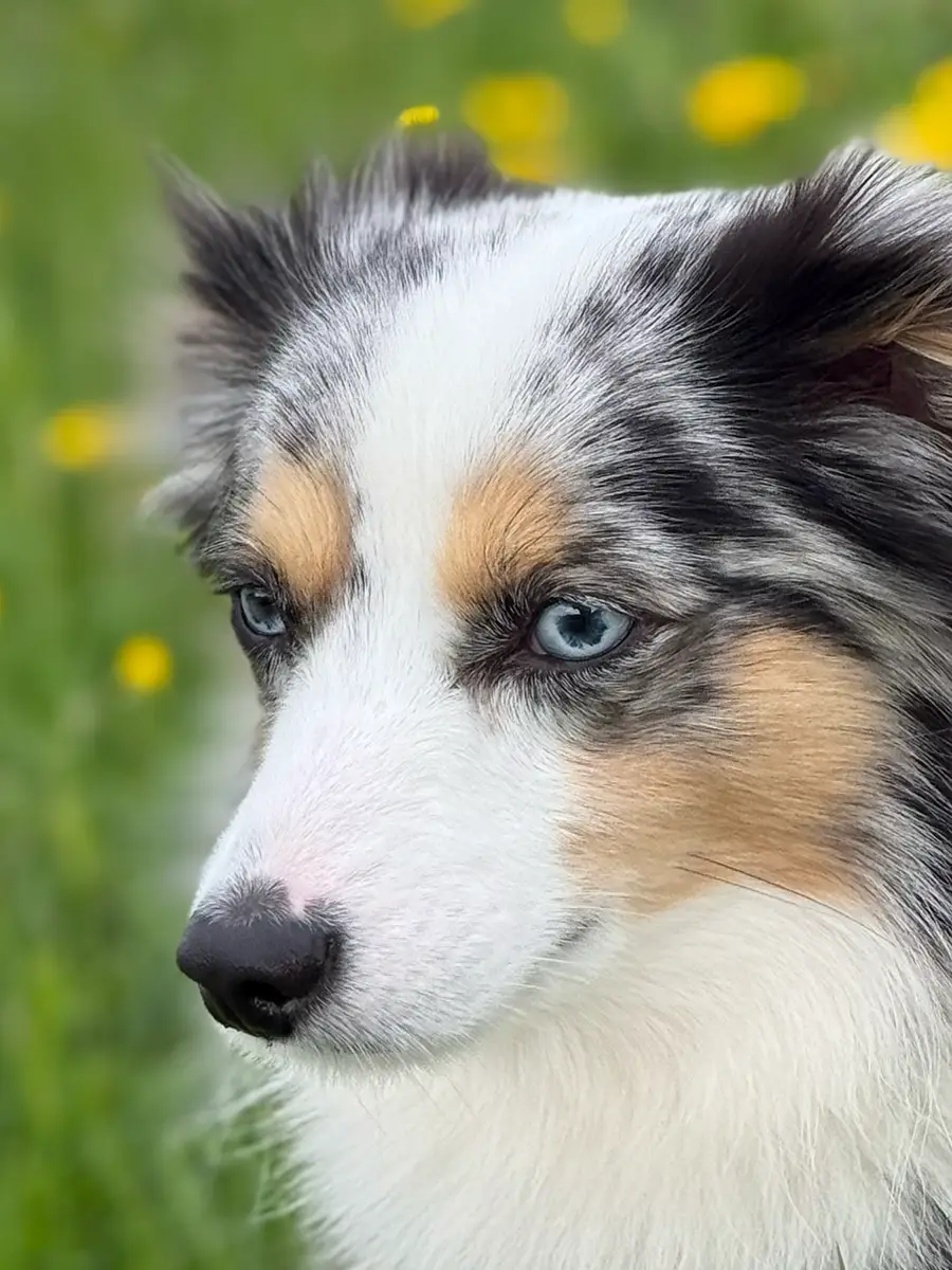 Porträt eines Toy Australian Shepherd