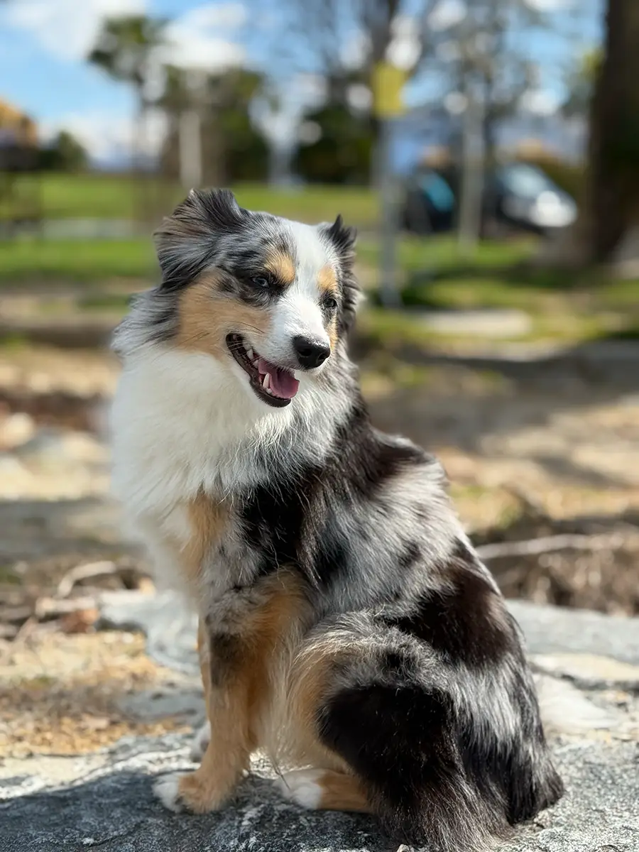Toy Australian Shepherd am Strand