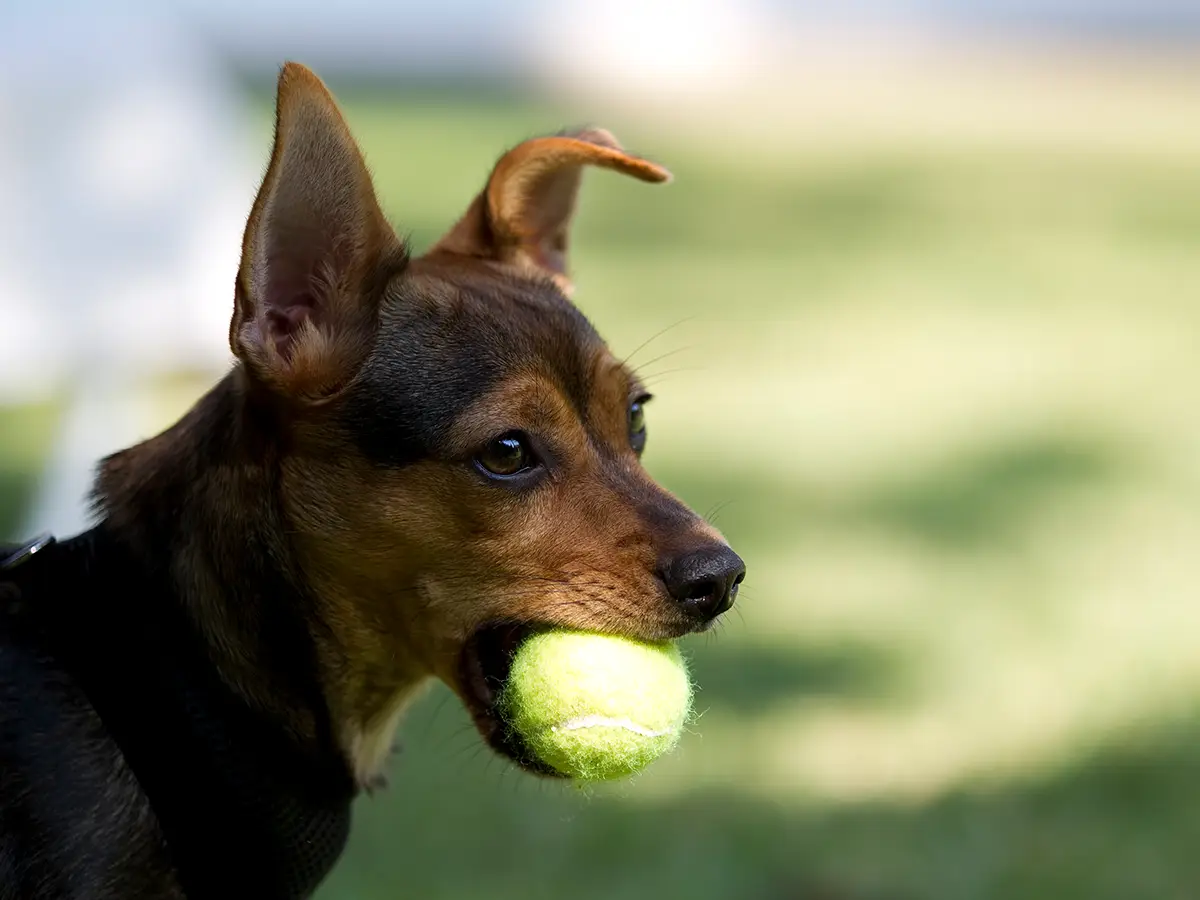 Porträt eines Hundes mit Ball im Maul