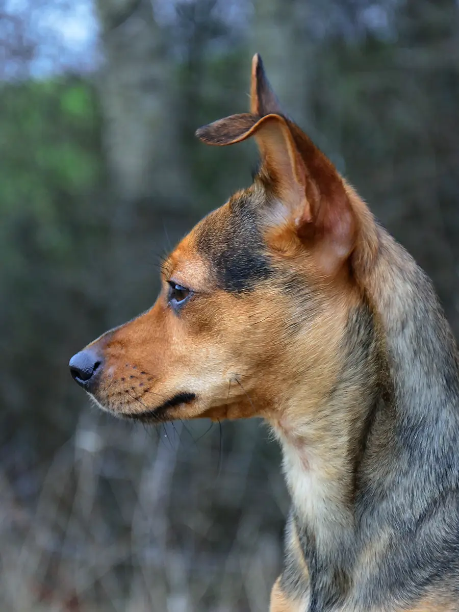 Porträt eines Hundes im Hochformat