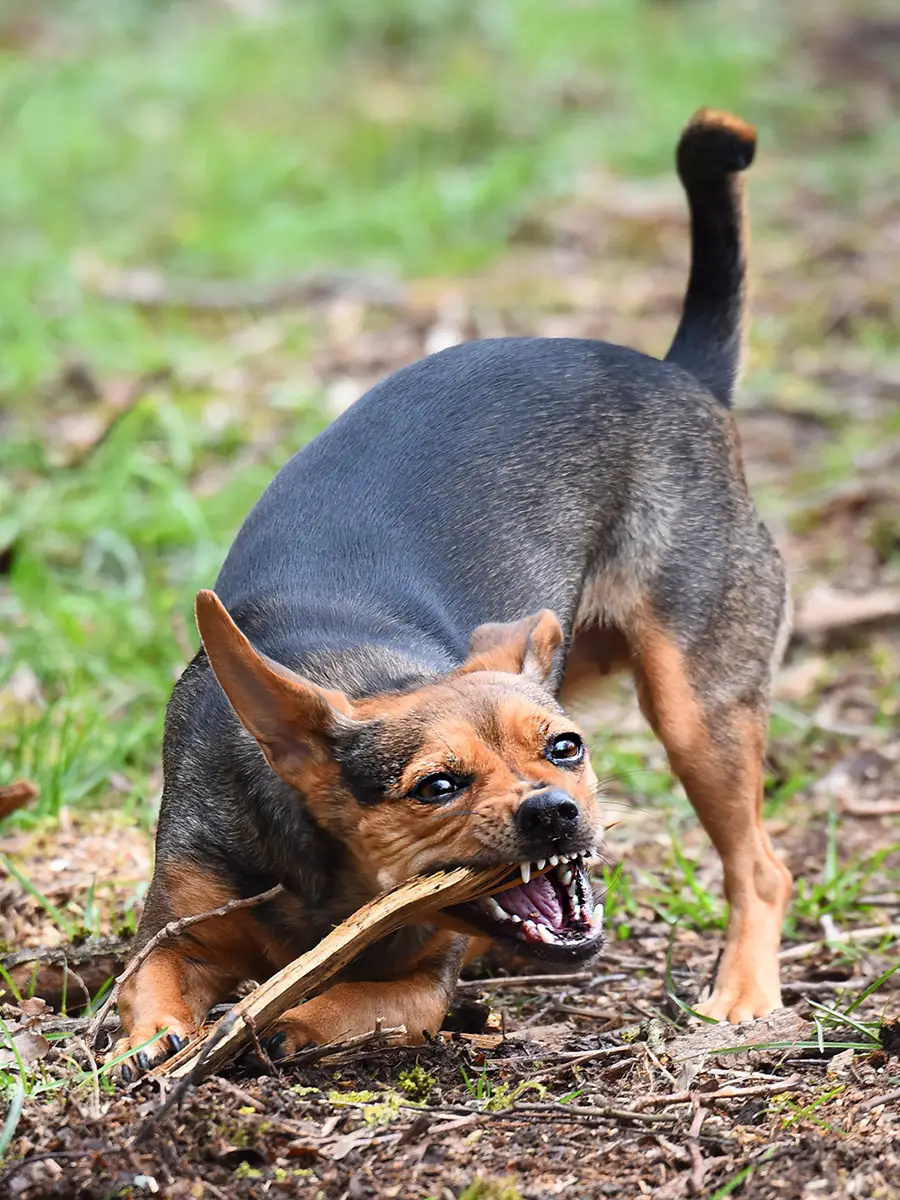 Hund kaut an einem Stock und fordert zum Spielen auf