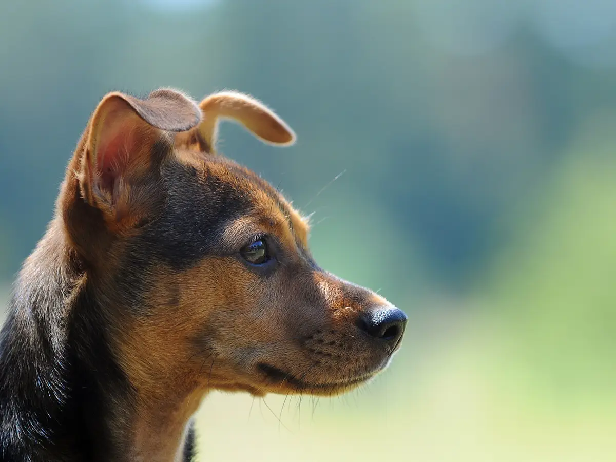 Porträt eines Hundes im Querformat