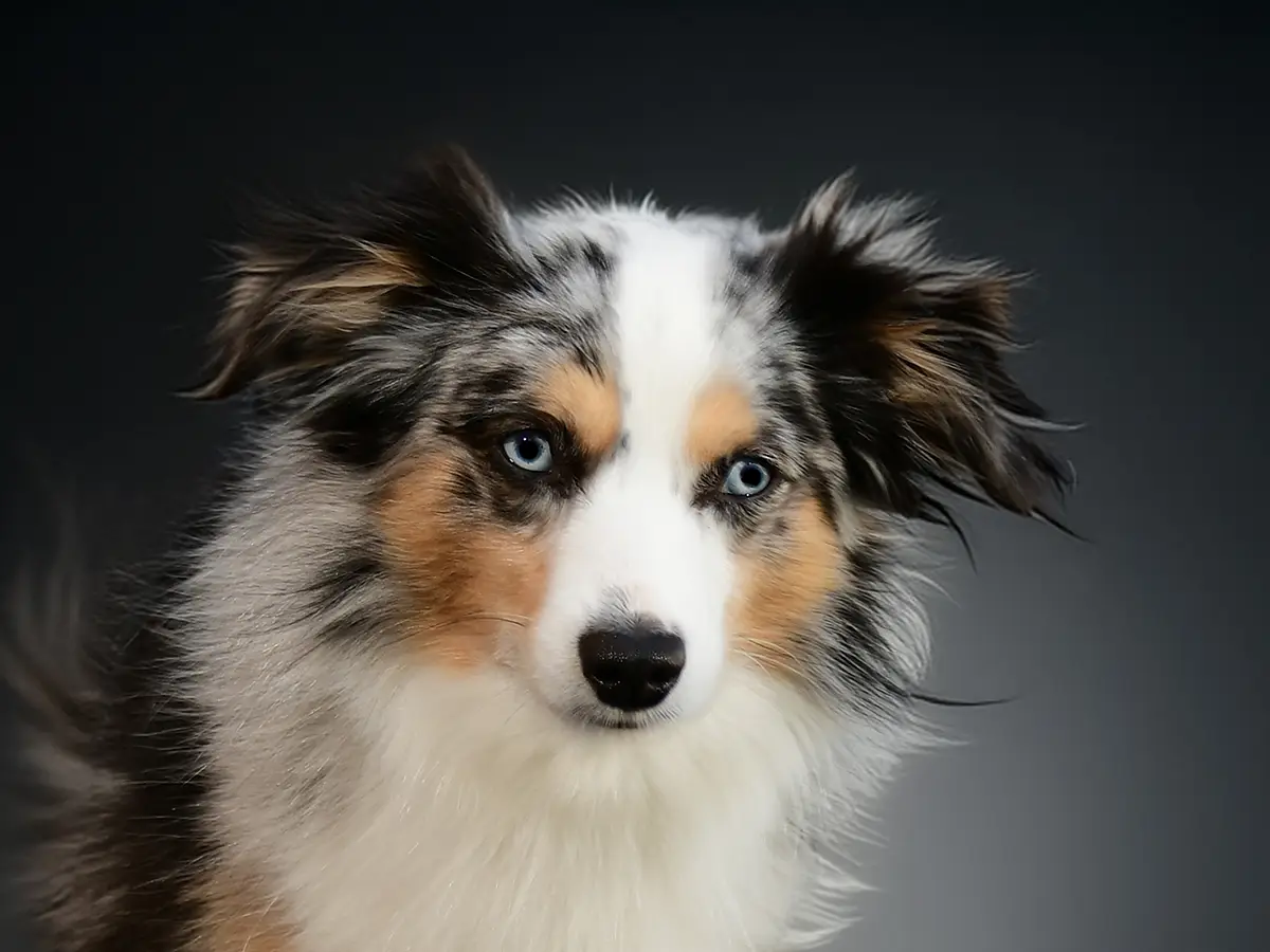 Porträt eines Toy Australian Shepherd im Querformat