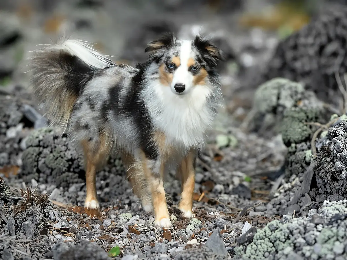 Toy Australian Shepherd auf steinigem Untergrund