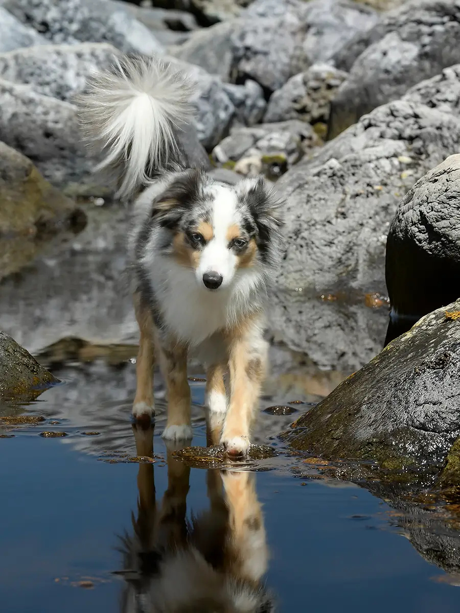 Toy Australian Shepherd läuft durch Wasser und spiegelt sich