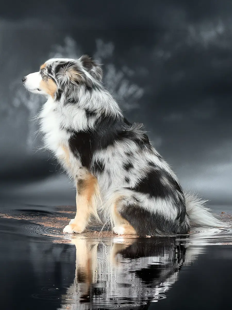 Toy Australian Shepherd sitzt im Wasser und spiegelt sich