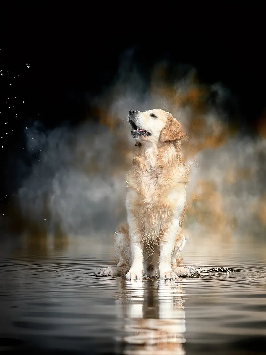 Labrador sitzt im Wasser und spiegelt sich