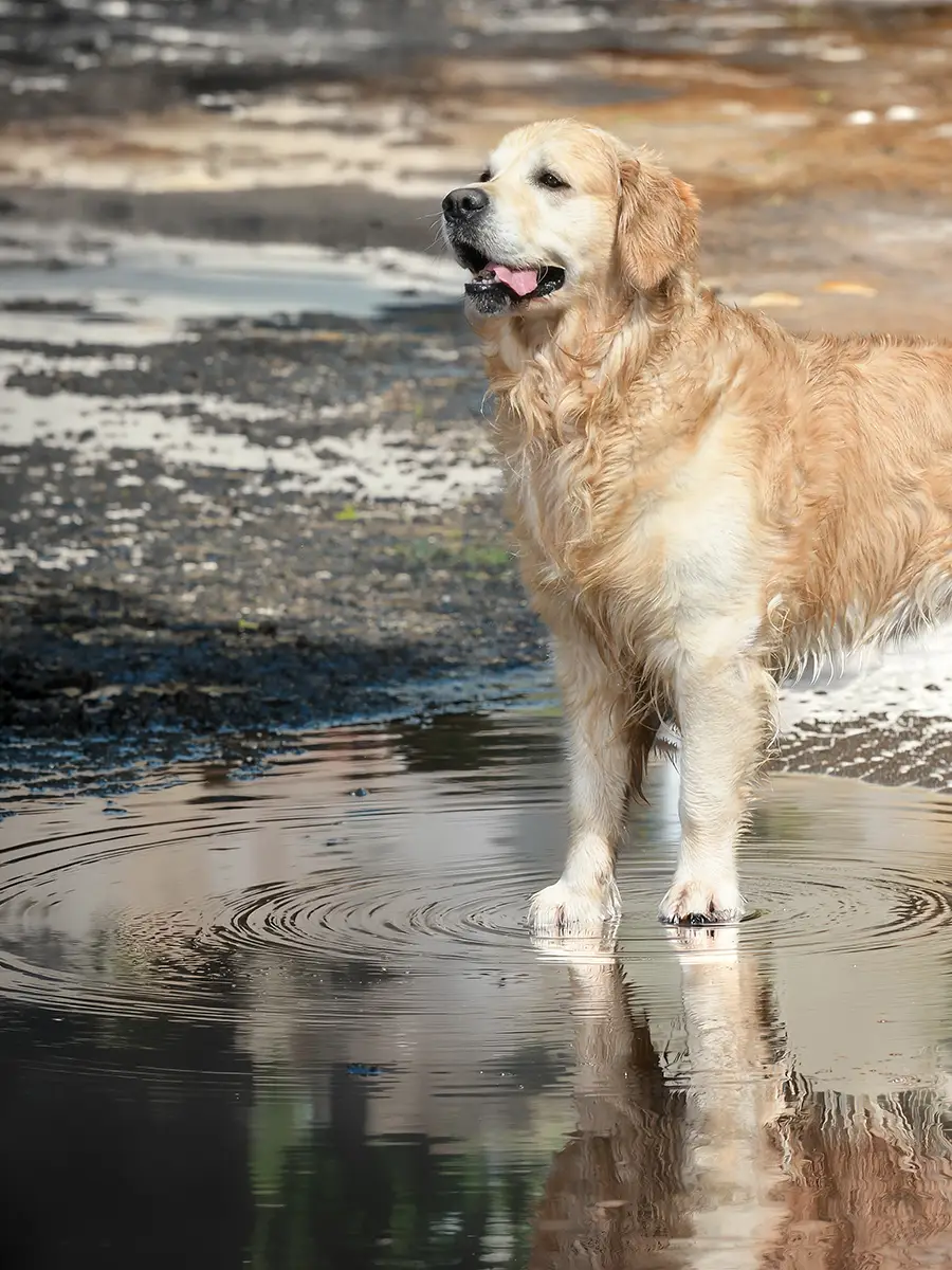 Labrador steht in einer Pfütze und spiegelt sich