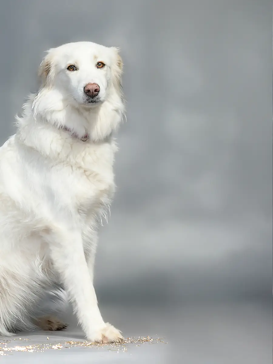 Weißer Hund sitzt im Studio vor grau marmoriertem Hintergrund