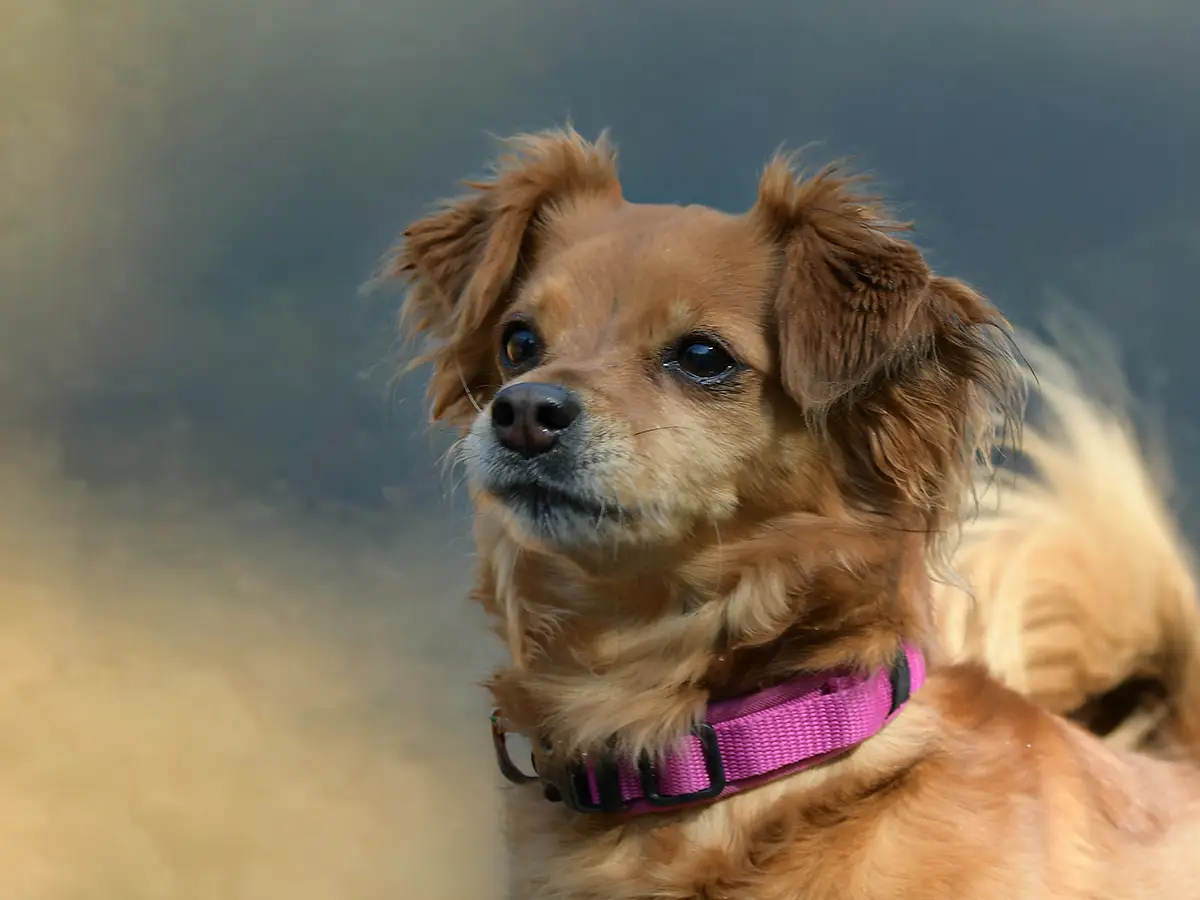 Porträt eines Hundes im Querformat