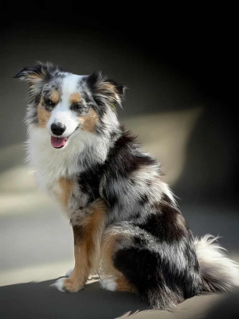 Toy Australian Shepherd Chase sitzt im Sonnenlicht