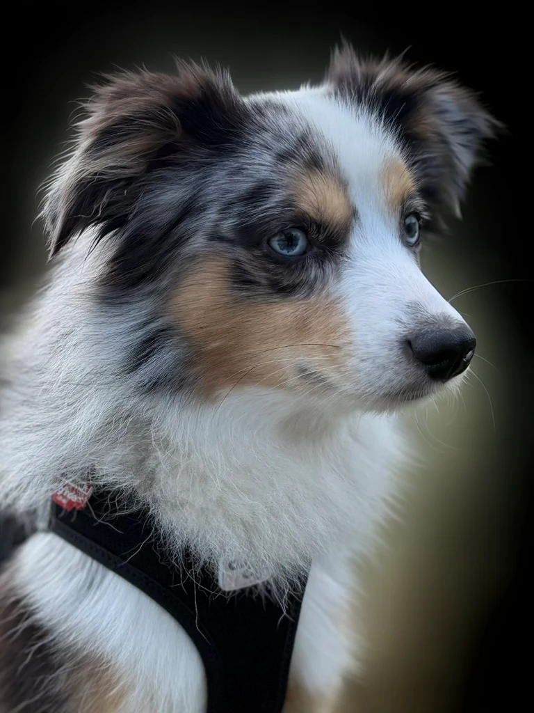 Porträt des Toy Australian Shepherd Chase mit blauen Augen