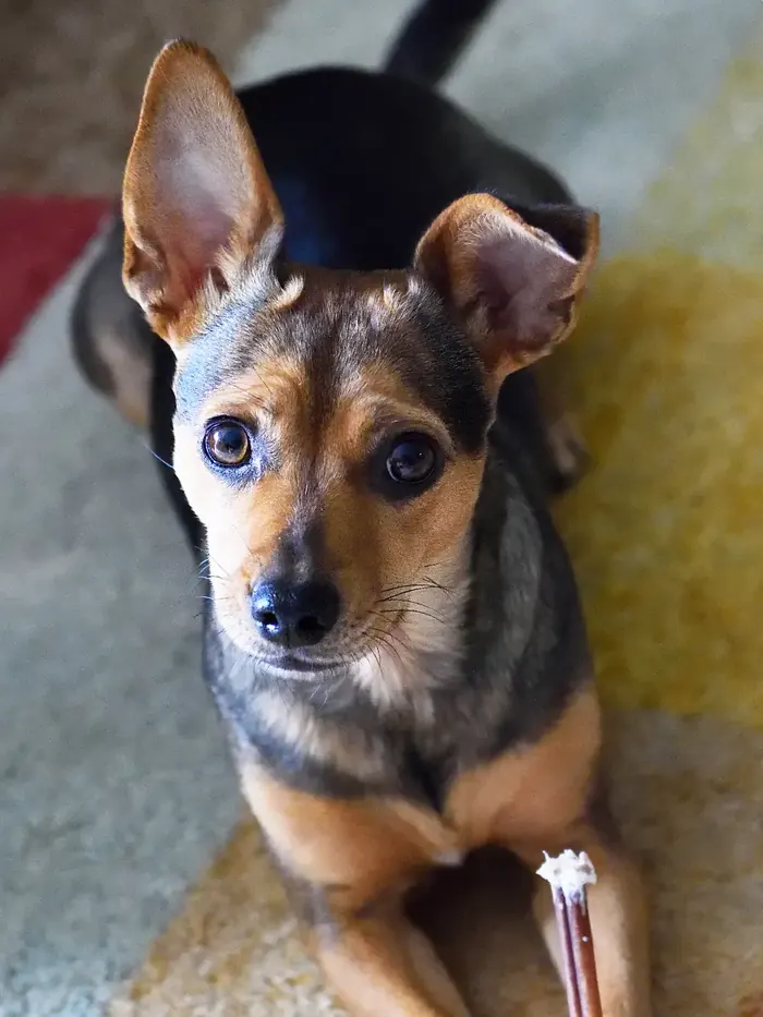 Hund liegt auf einem Teppich und kaut auf einem Knochen