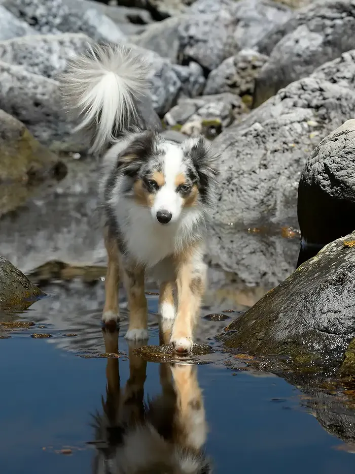 Toy Australian Shepherd läuft durch Wasser und spiegelt sich