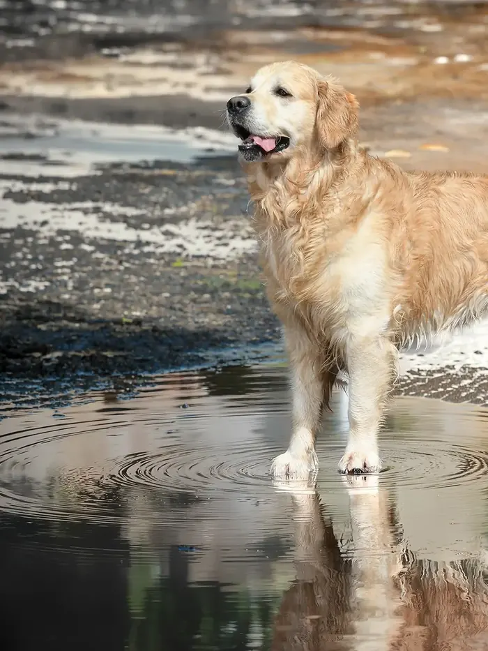 Labrador steht in einer Pfütze und spiegelt sich